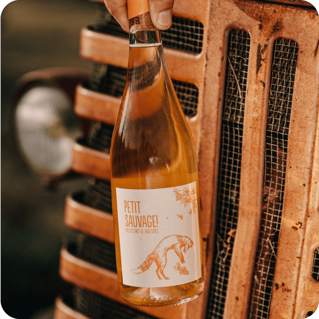 Vin Orange - Petit Sauvage Orange
