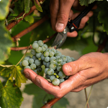 Photo raisin cépage résistant