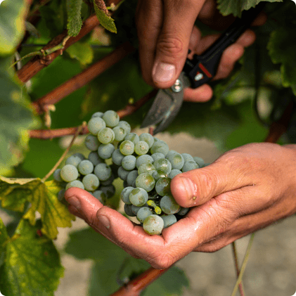 Photo de raisin - cépage résistant