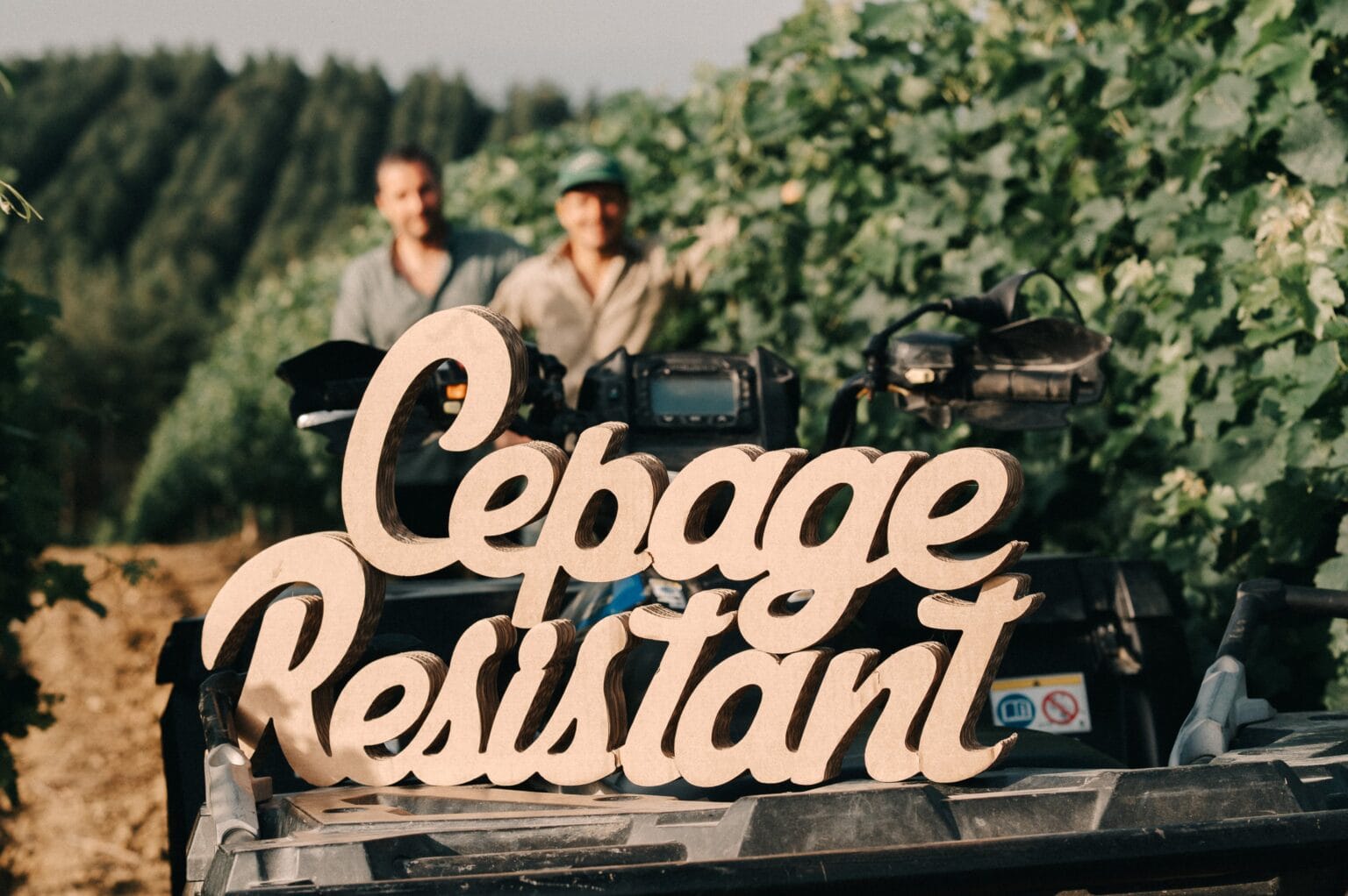 cépage résistant